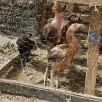 5عدد جوجه مرغ نوچه لاری شهرک کهک