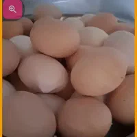 تخم مرغ محلی