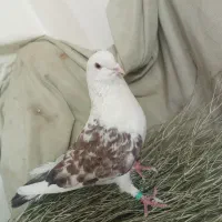کبوتر دوکت لایلی نر