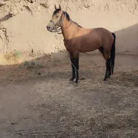 سمند|اسب و تجهیزات اسب‌سواری|نیشابور, شهرکهنه|دیوار