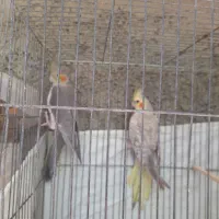 فروش عروس هلندی