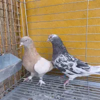 پنج جفت کبوتر شازده.سرور درجه یک.