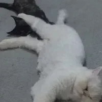 گربه پرشین 9 ماهه