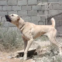 سگ ماده سراب
