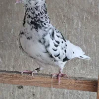 کبوتر