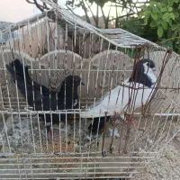 دو کفتر با یک اردک فروشی