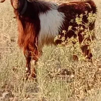 نربز
