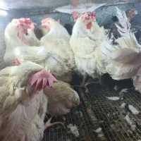 مرغ تخمگذار سیمرغ