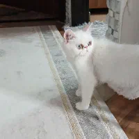 گربه مادر و توله های پرشین