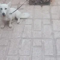 سگ پا کوتاه