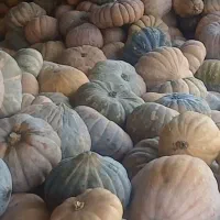 فروش کدو تناژ