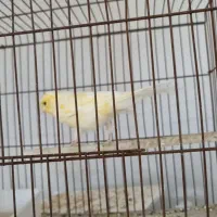 قناری نر و ماده طلایی