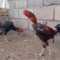 خروس لاری اصیل