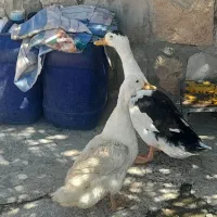 دو عدد اردک