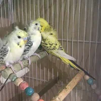مرغ عشق پروانه ای کلیربادی