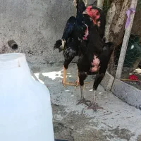 مرغ و خروس لاری اوشامو اصیل