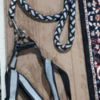 قلاده کتفی سگ