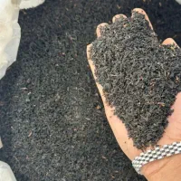 فروش انواع چای بهاره 1404