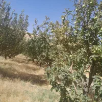 سیب ابمیوه