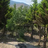 فروش-ویلا-در-کلاردشت-نصیری-خندان