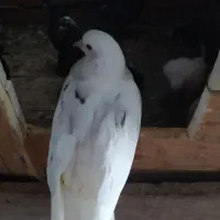 جوجه هما سرور