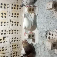 فروش کبوتر