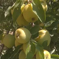 سیب  روی درخت