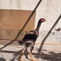 جوجه لاری اوشامو