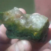 انواع شجر وزیبا