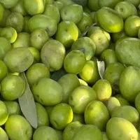 زیتون کنسروی و زیتون شکسته درشت فروشی