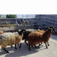 گوسفند همو برولا افشار