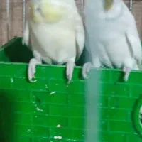 مرغ عشق
