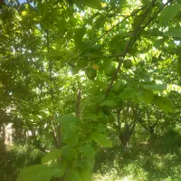 گیلاس والبالو پیوندی ومحلی تازه سرباغ