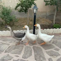 قوغاز