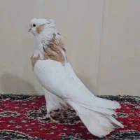 نرنقابی لیمو