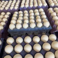 عمده تخم مرغ تازه بنکداری کیفیت عالی تحویل رایگان