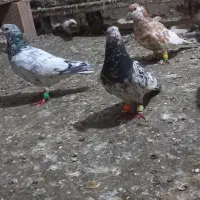 کفتربوم سارسرور