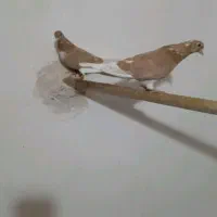 با سلام کبوتر رفتنی