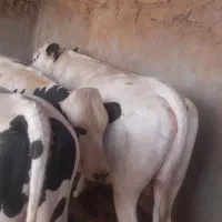 گوساله چاق