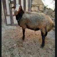 قوچ درجه یک شال
