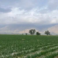 اجاره-15-هکتار-زمین-کشاورزی-برقی-و-قطره-ی