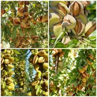 انواع نهال بادام و میوه