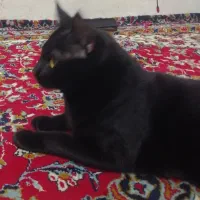 گربه