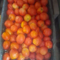 گرجه تازه در کوچنار