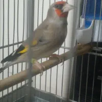 سهره