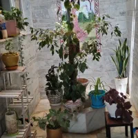 گل‌های زیبا و جذاب آپارتمانی
