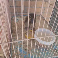 جوجه اردک ۲ ماهه