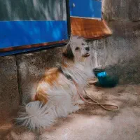سگ پا کوتاه