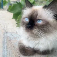 گربه سیامی