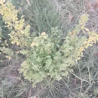 نیاز به مهندس کشاورزی برای یونجه